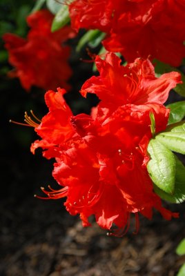 Rhododenron, Azalea rhododendron - azalka červená - květ
